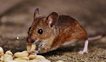 hospital-and-healthcare-facility-pest-management Experts in Kirkland